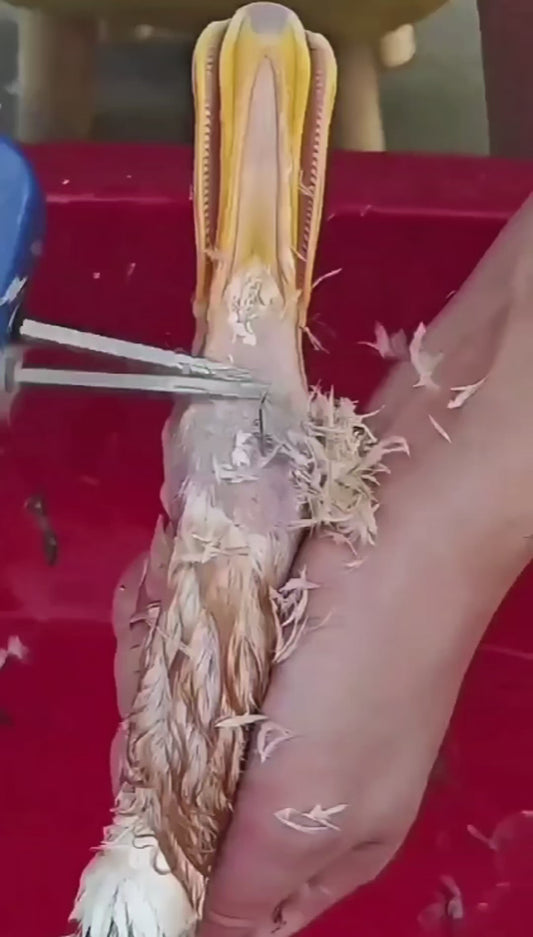 🔌 Desplumadora Eléctrica de Acero Inoxidable para 🐔 Pollos y 🦆 Patos – Portátil 🧳 y Eficiente ⚡