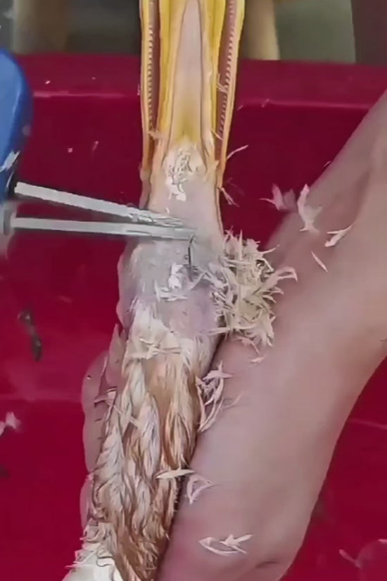 🔌 Desplumadora Eléctrica de Acero Inoxidable para 🐔 Pollos y 🦆 Patos – Portátil 🧳 y Eficiente ⚡